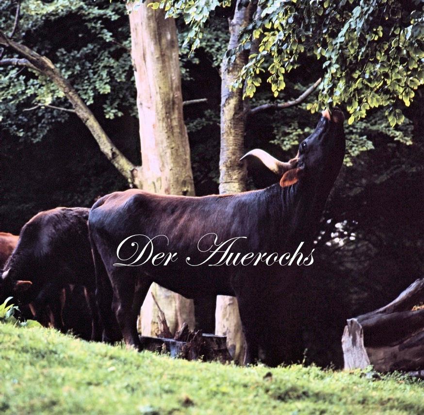 Vorderes Coverbild Der Auerochs