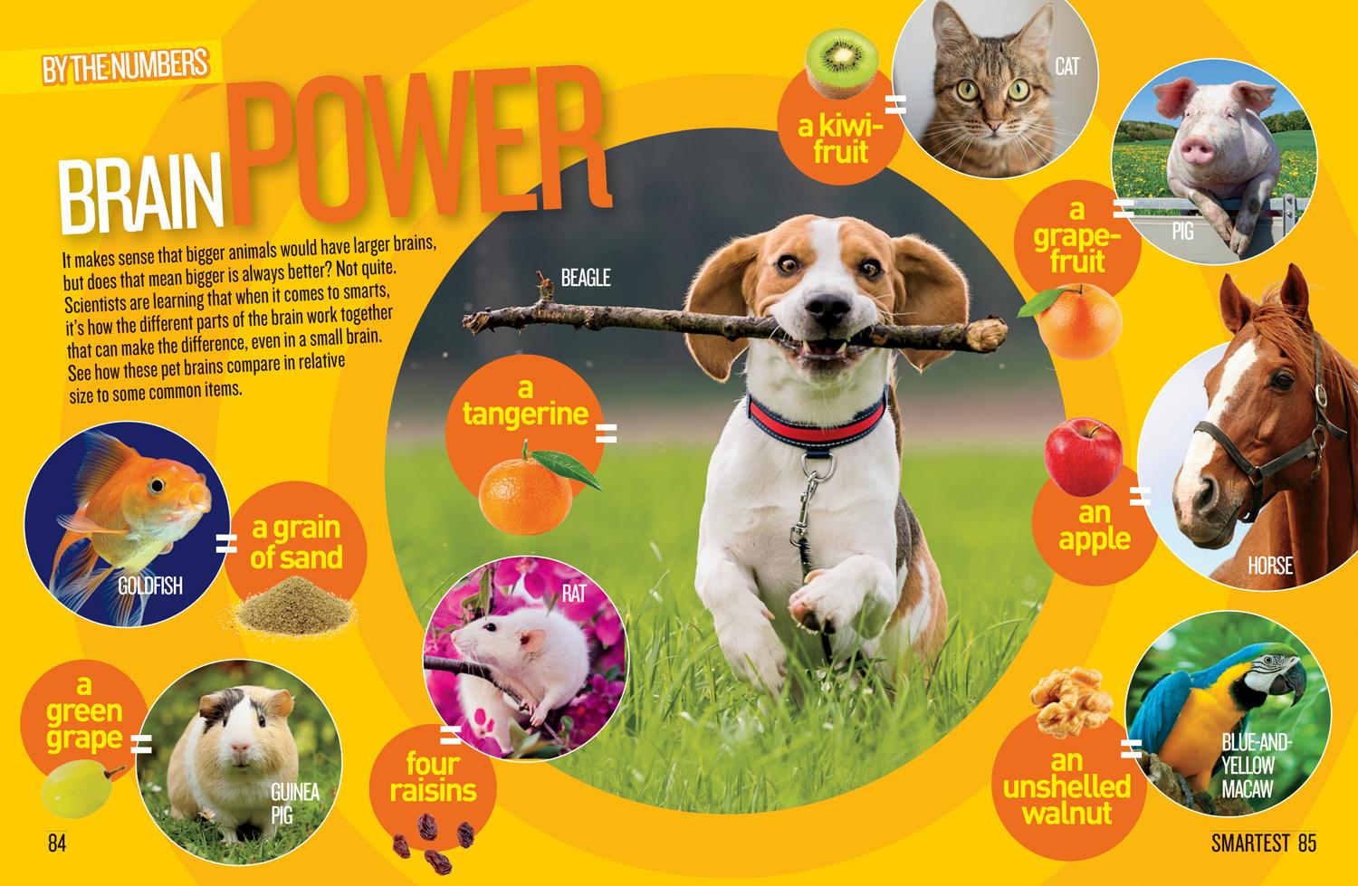 Beispielinhalt (Bild) National Geographic Kids Pet Records