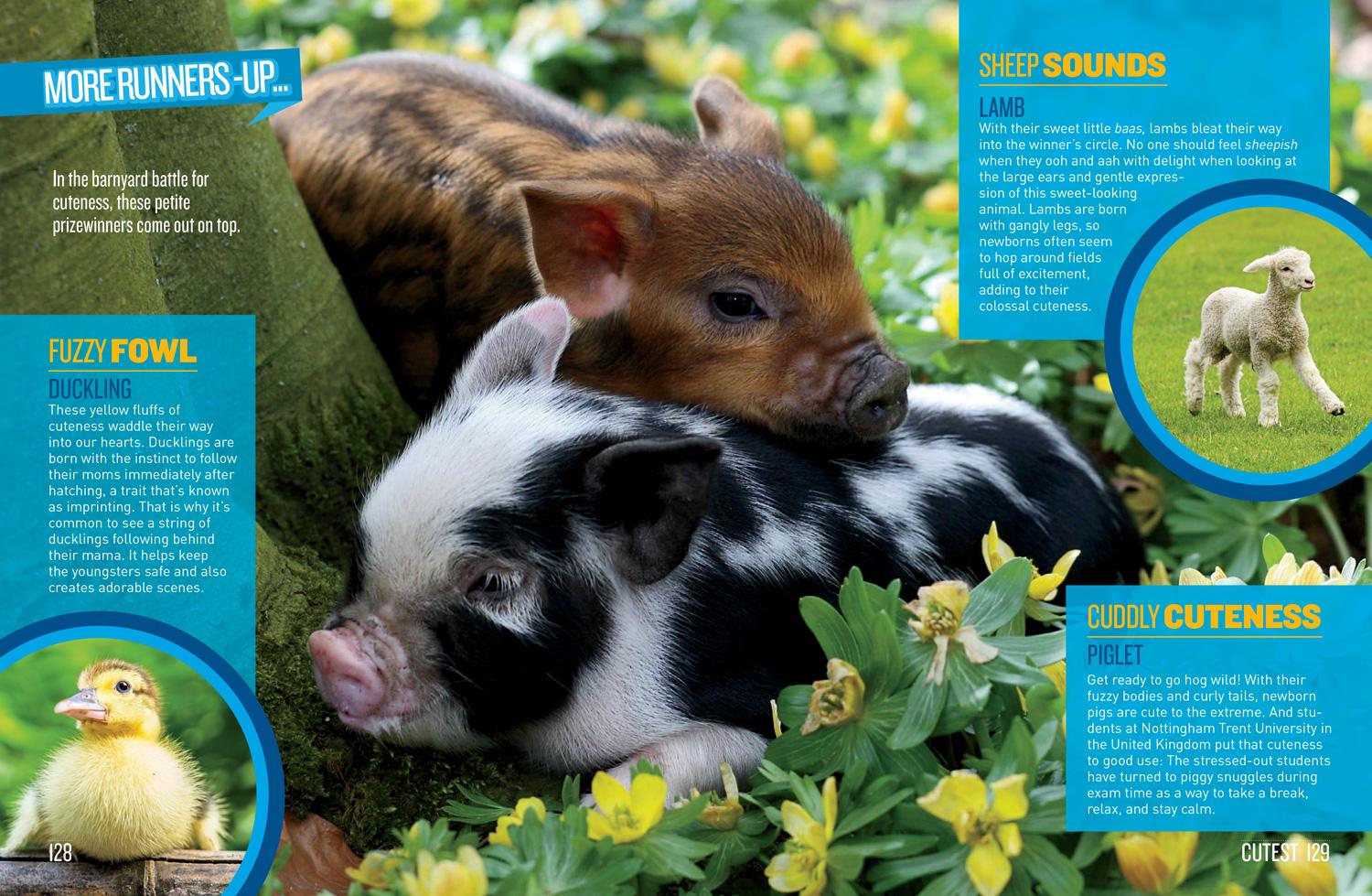 Beispielinhalt (Bild) National Geographic Kids Pet Records