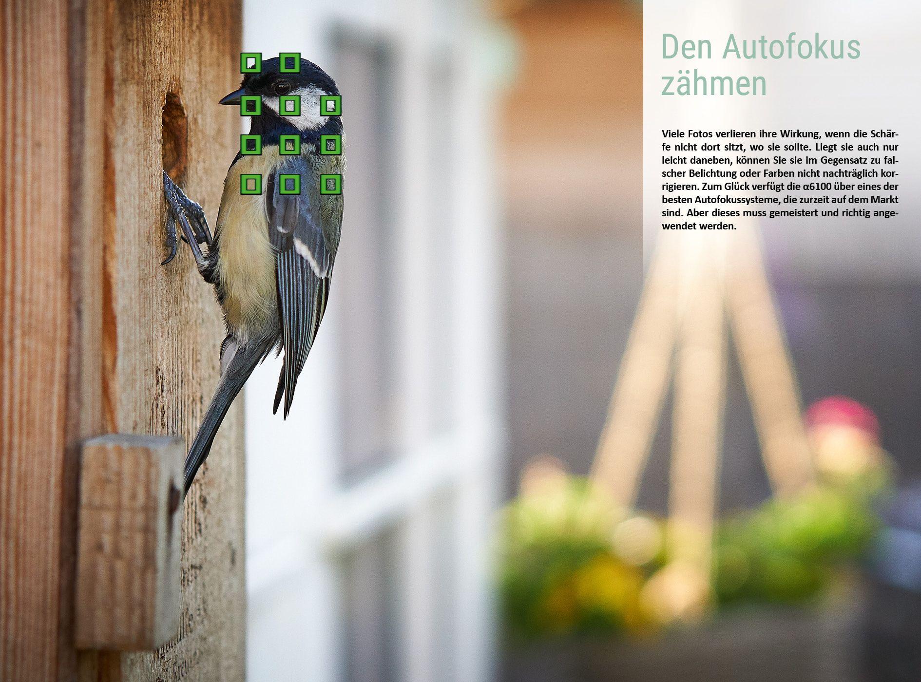 Beispielinhalt (Bild) Sony A6100