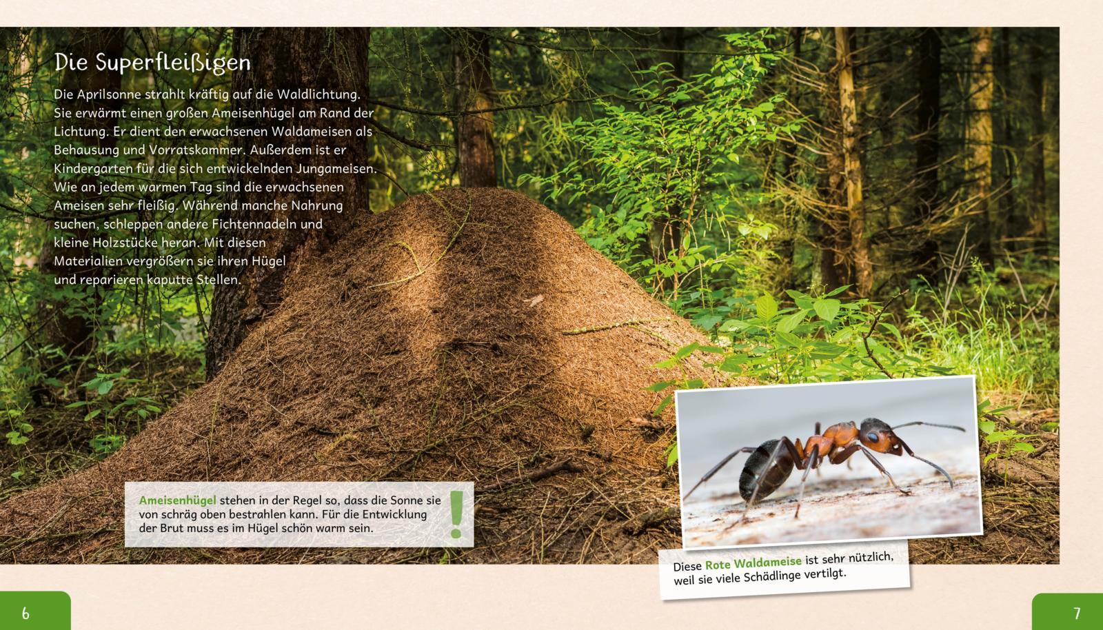 Beispielinhalt (Bild) Meine große Tierbibliothek: Die Ameise