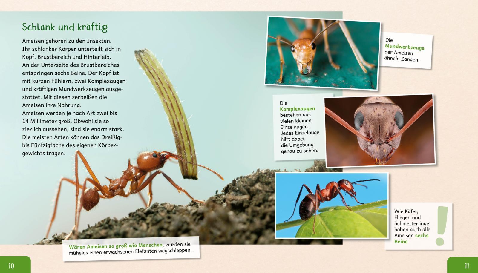 Beispielinhalt (Bild) Meine große Tierbibliothek: Die Ameise