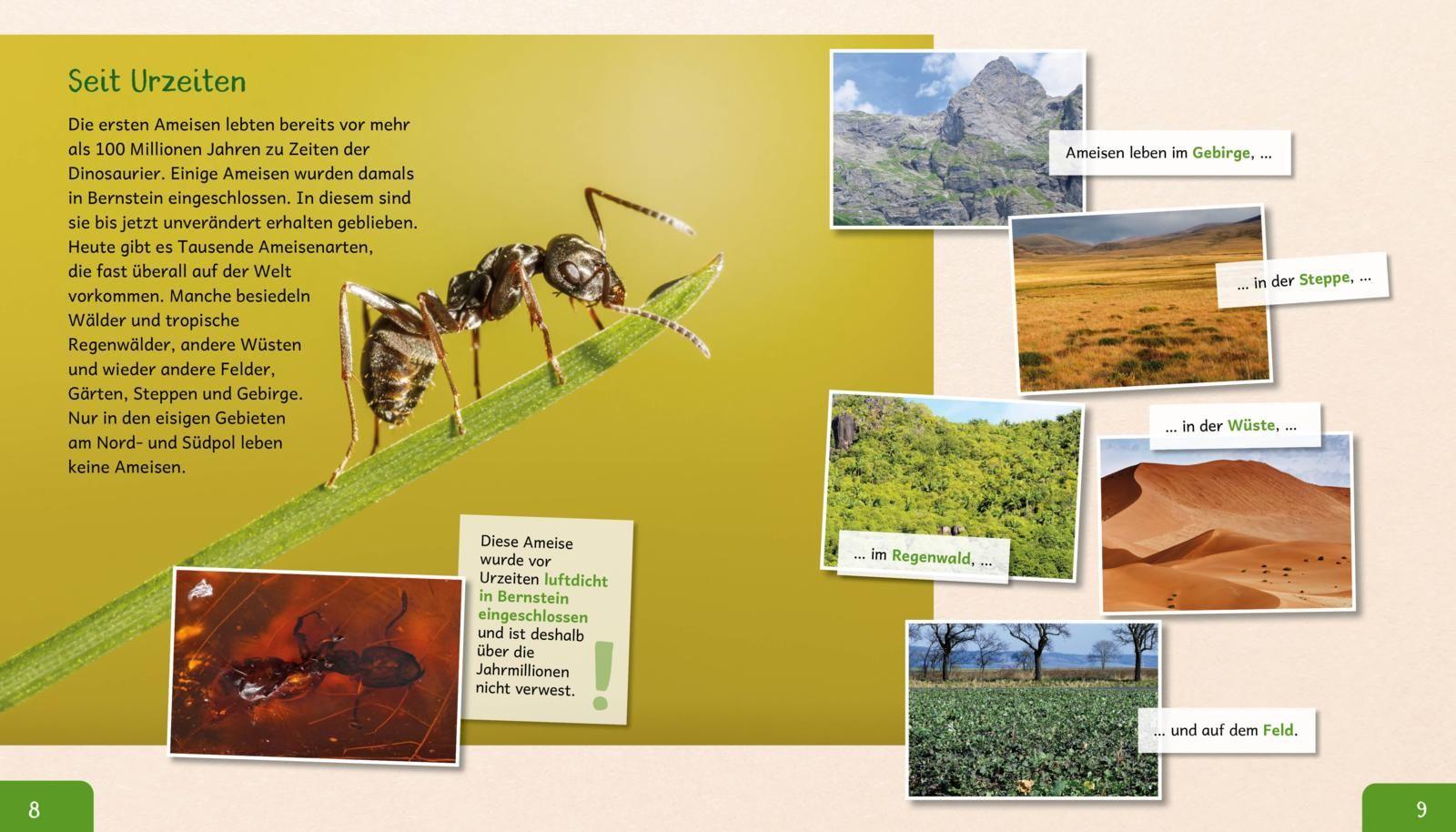 Beispielinhalt (Bild) Meine große Tierbibliothek: Die Ameise