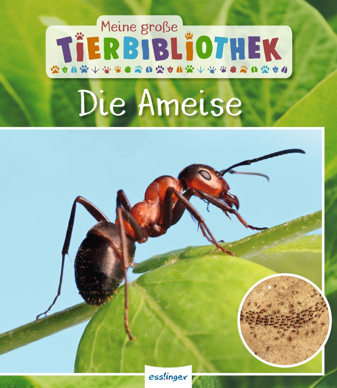 Vorderes Coverbild Meine große Tierbibliothek: Die Ameise