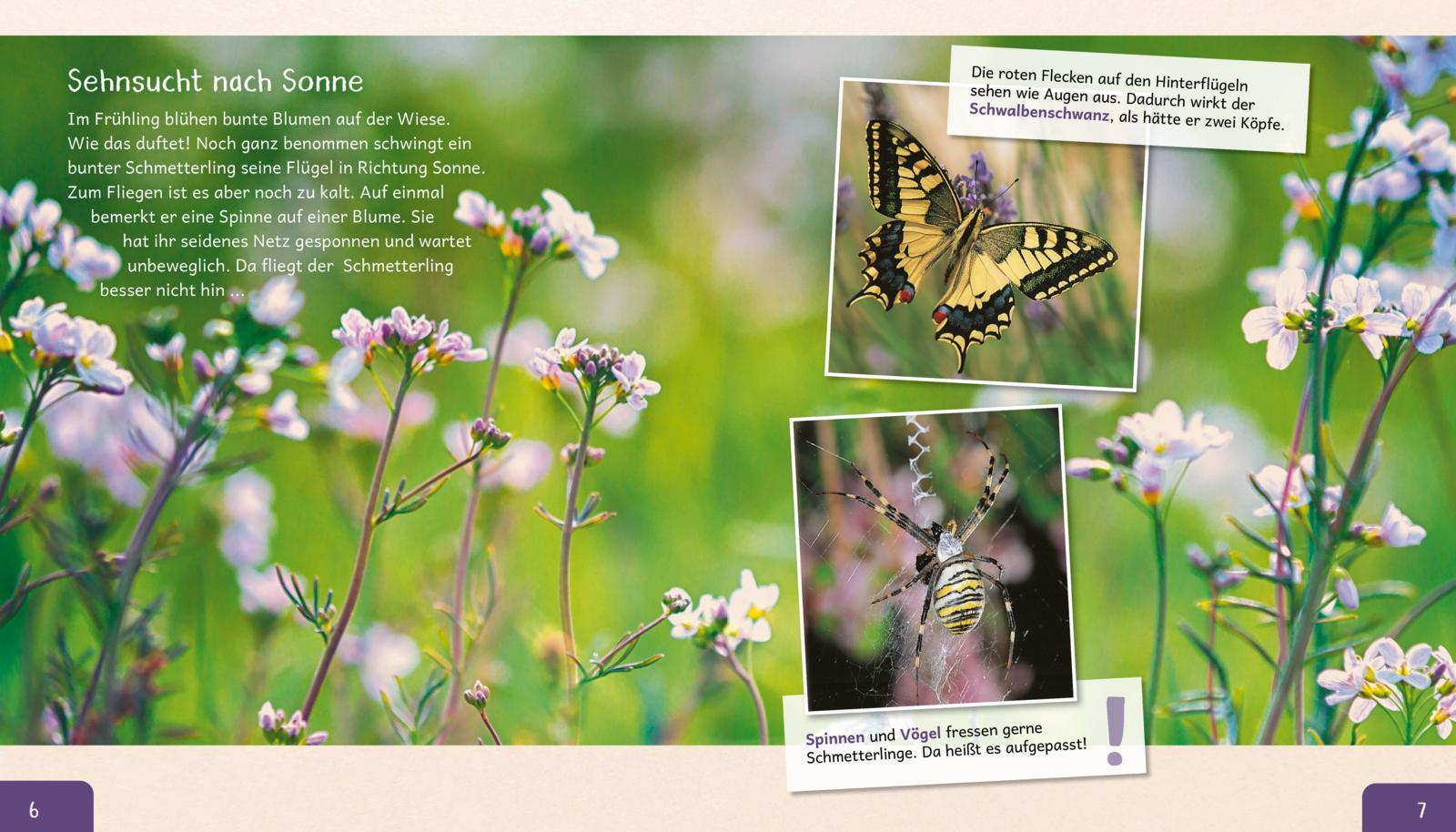 Beispielinhalt (Bild) Meine große Tierbibliothek: Der Schmetterling