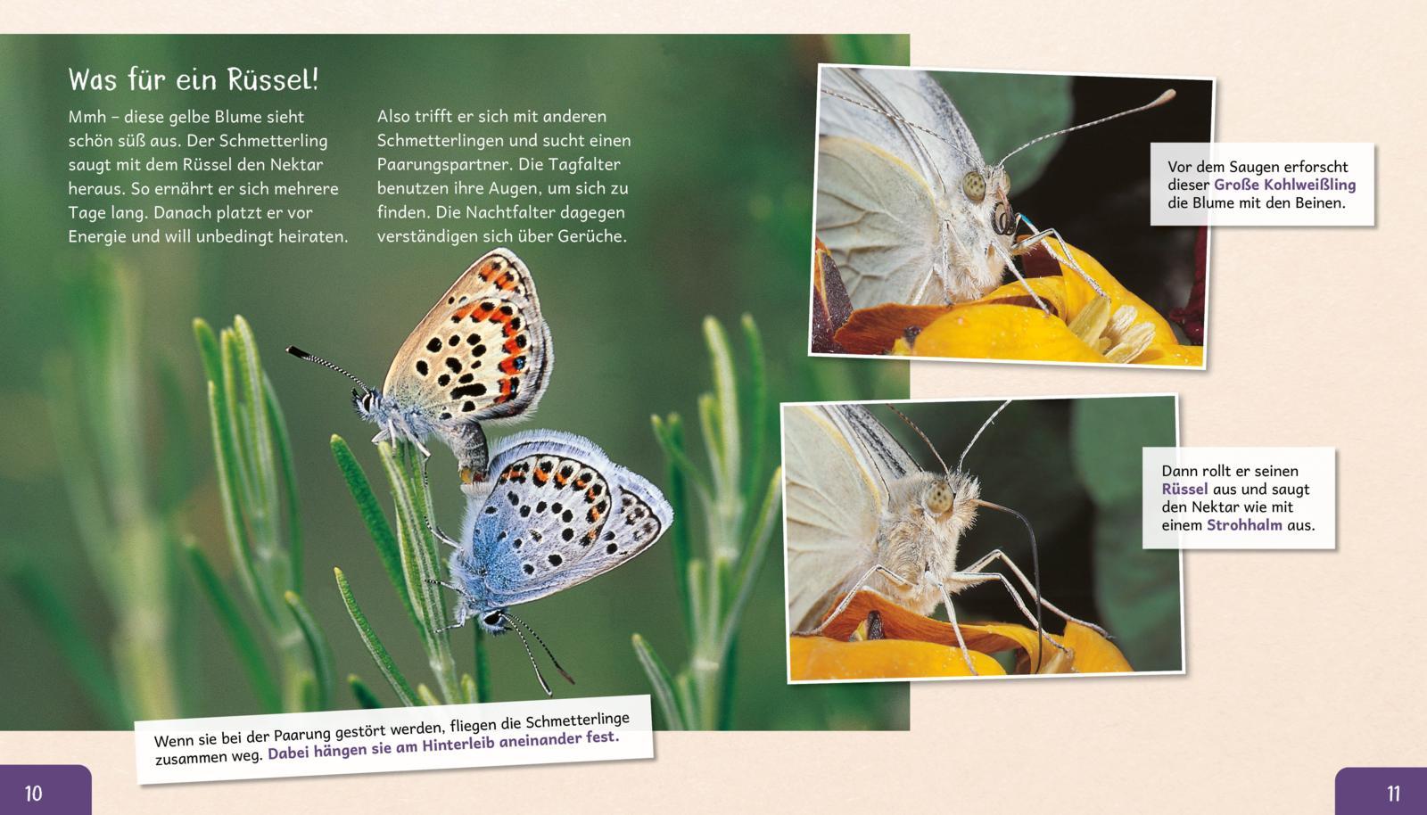 Beispielinhalt (Bild) Meine große Tierbibliothek: Der Schmetterling