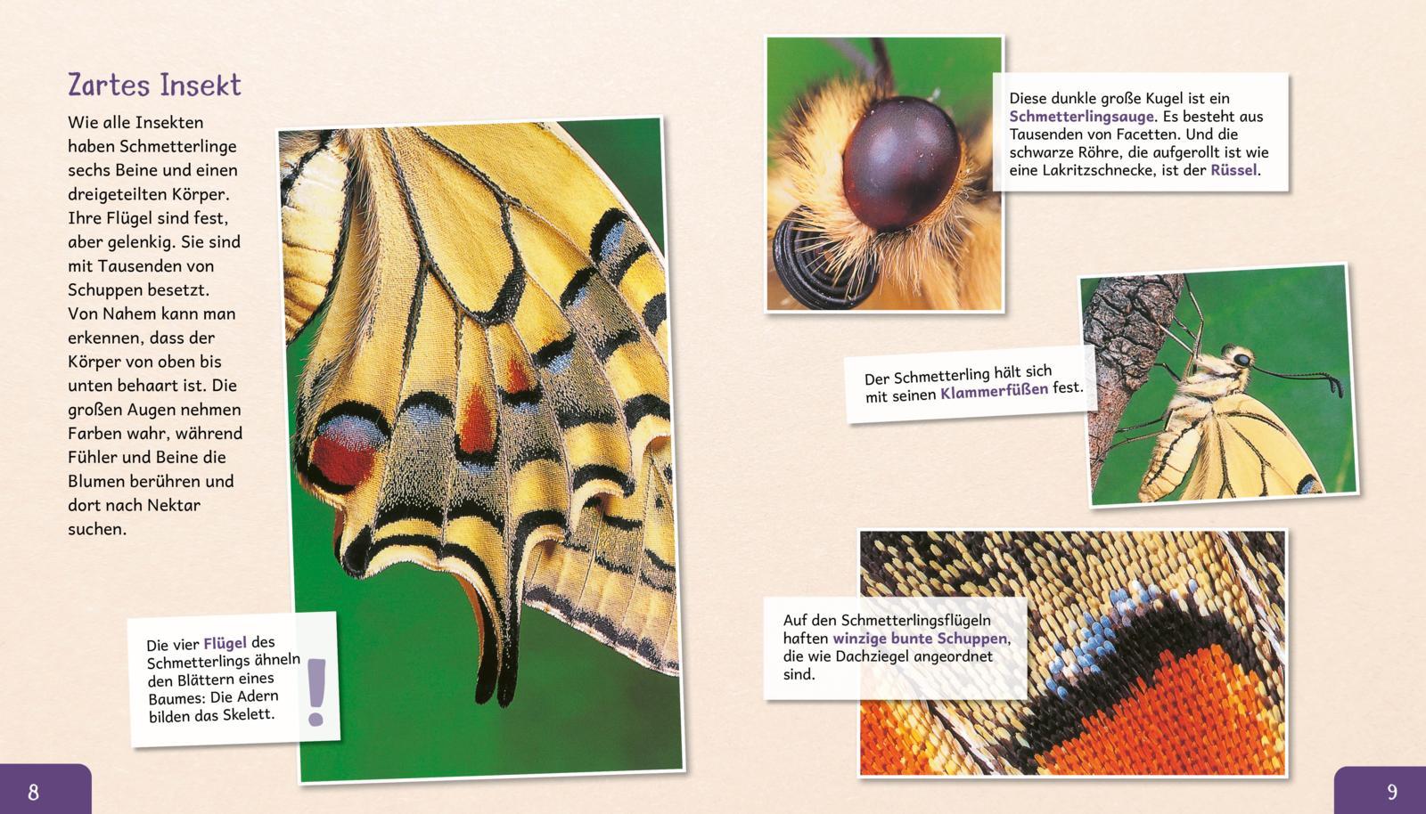 Beispielinhalt (Bild) Meine große Tierbibliothek: Der Schmetterling