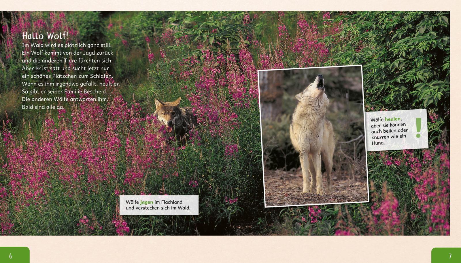 Beispielinhalt (Bild) Meine große Tierbibliothek: Der Wolf