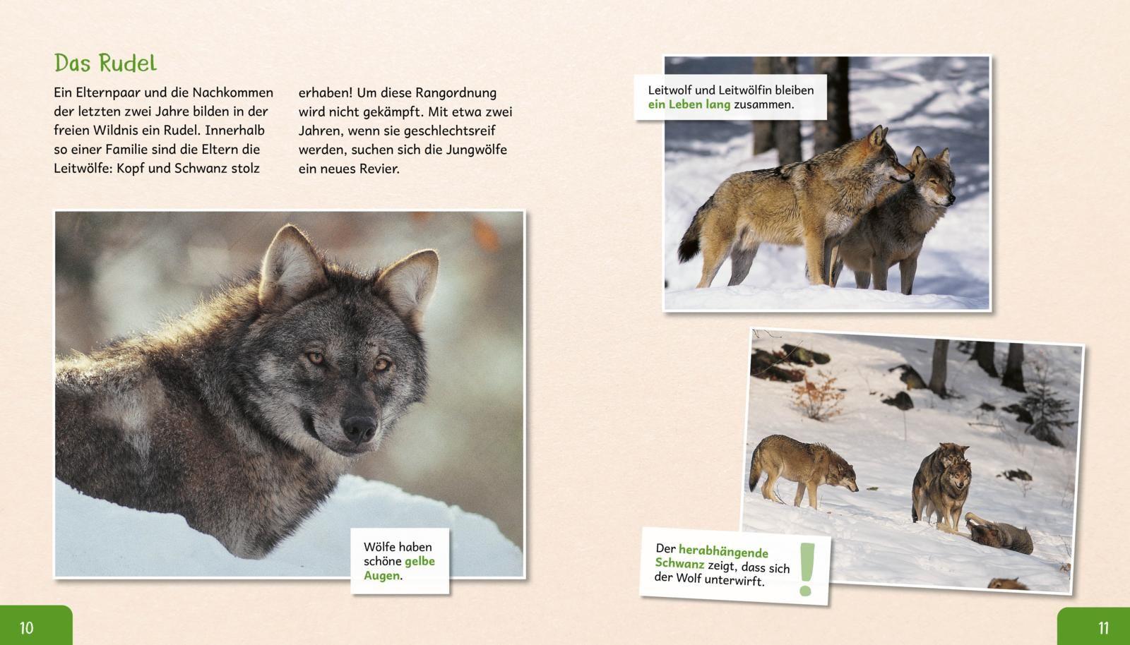 Beispielinhalt (Bild) Meine große Tierbibliothek: Der Wolf