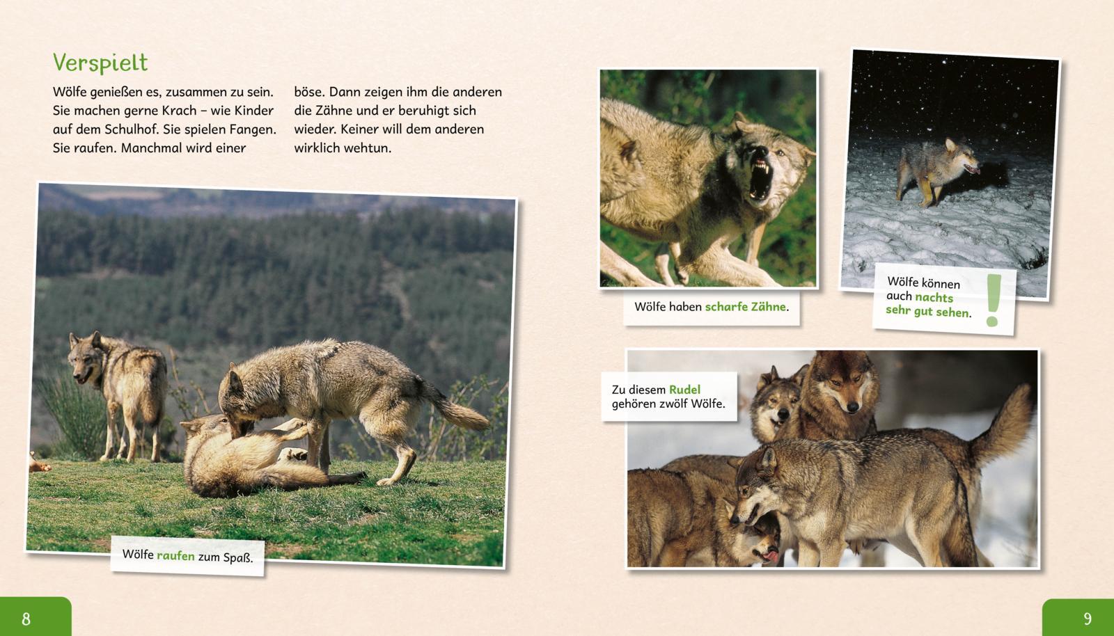 Beispielinhalt (Bild) Meine große Tierbibliothek: Der Wolf