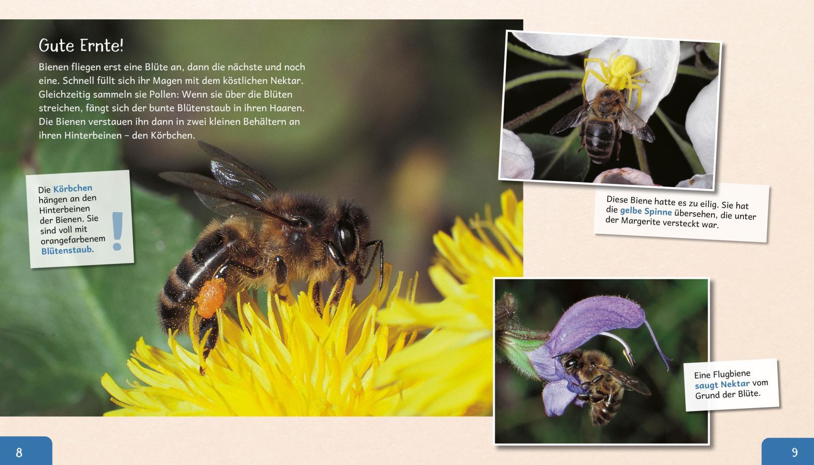 Beispielinhalt (Bild) Meine große Tierbibliothek: Die Biene