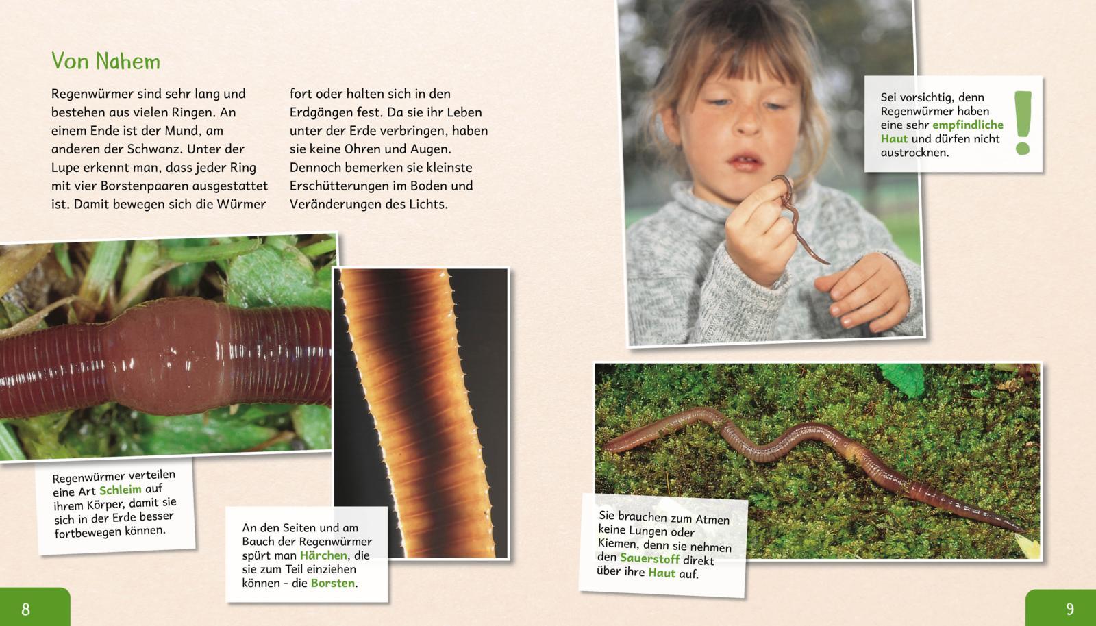 Beispielinhalt (Bild) Meine große Tierbibliothek: Der Regenwurm