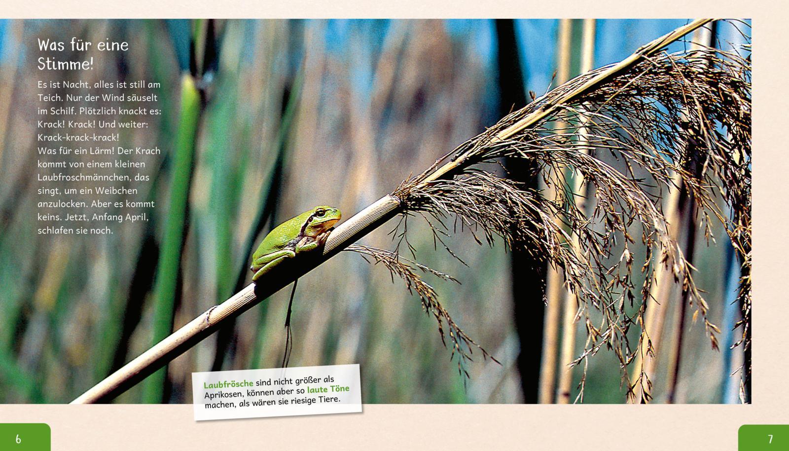 Beispielinhalt (Bild) Meine große Tierbibliothek: Der Frosch