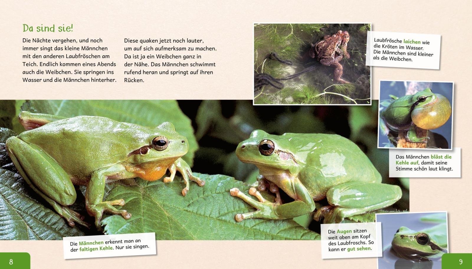 Beispielinhalt (Bild) Meine große Tierbibliothek: Der Frosch