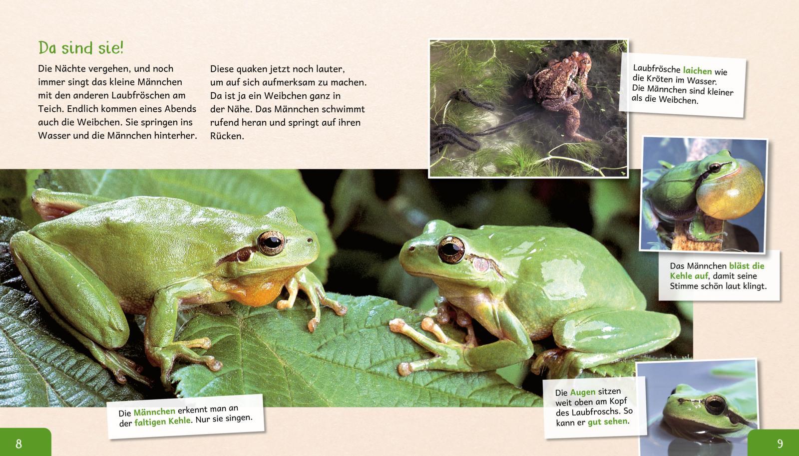 Beispielinhalt (Bild) Meine große Tierbibliothek: Der Frosch