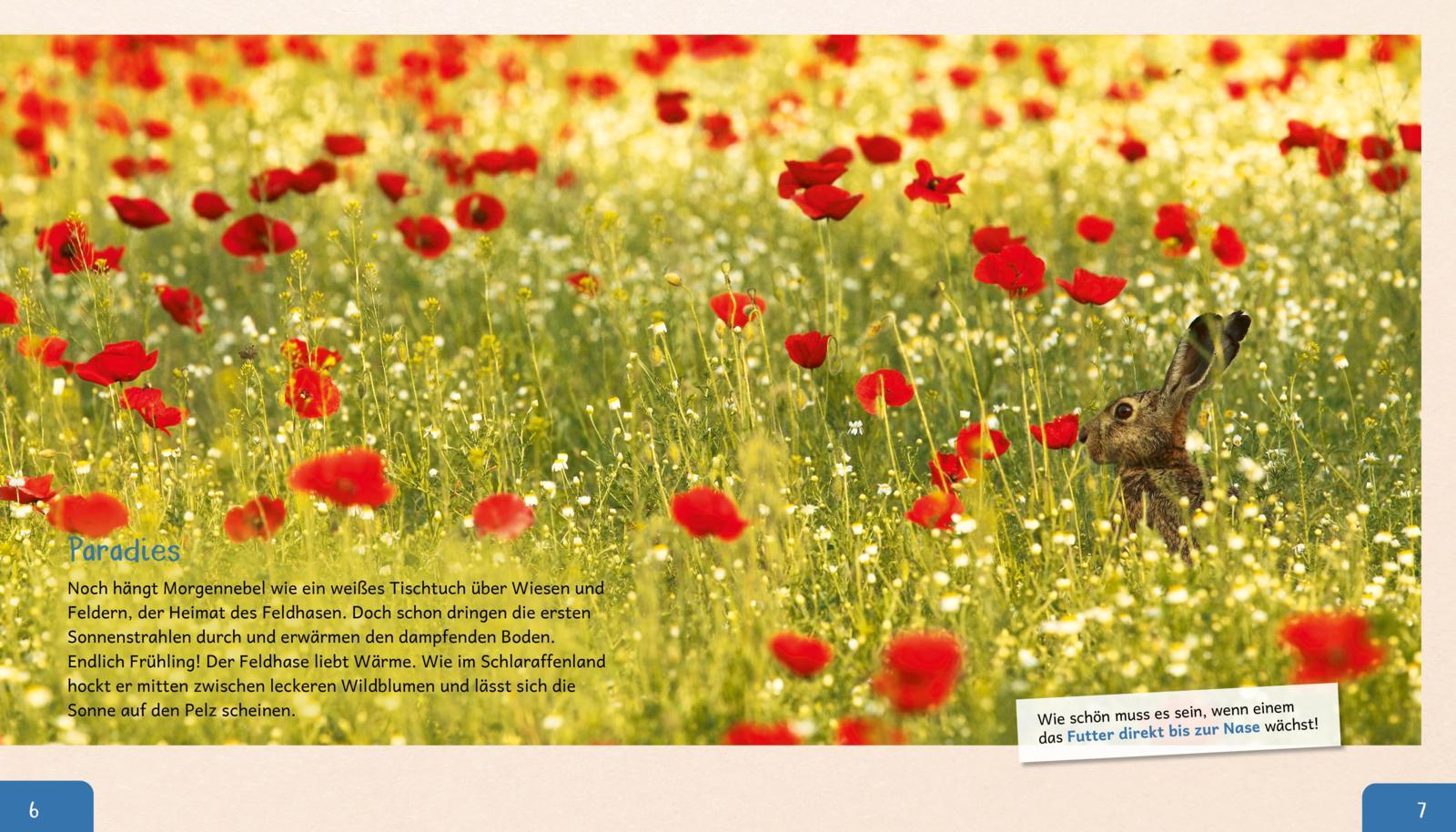 Beispielinhalt (Bild) Meine große Tierbibliothek: Der Hase