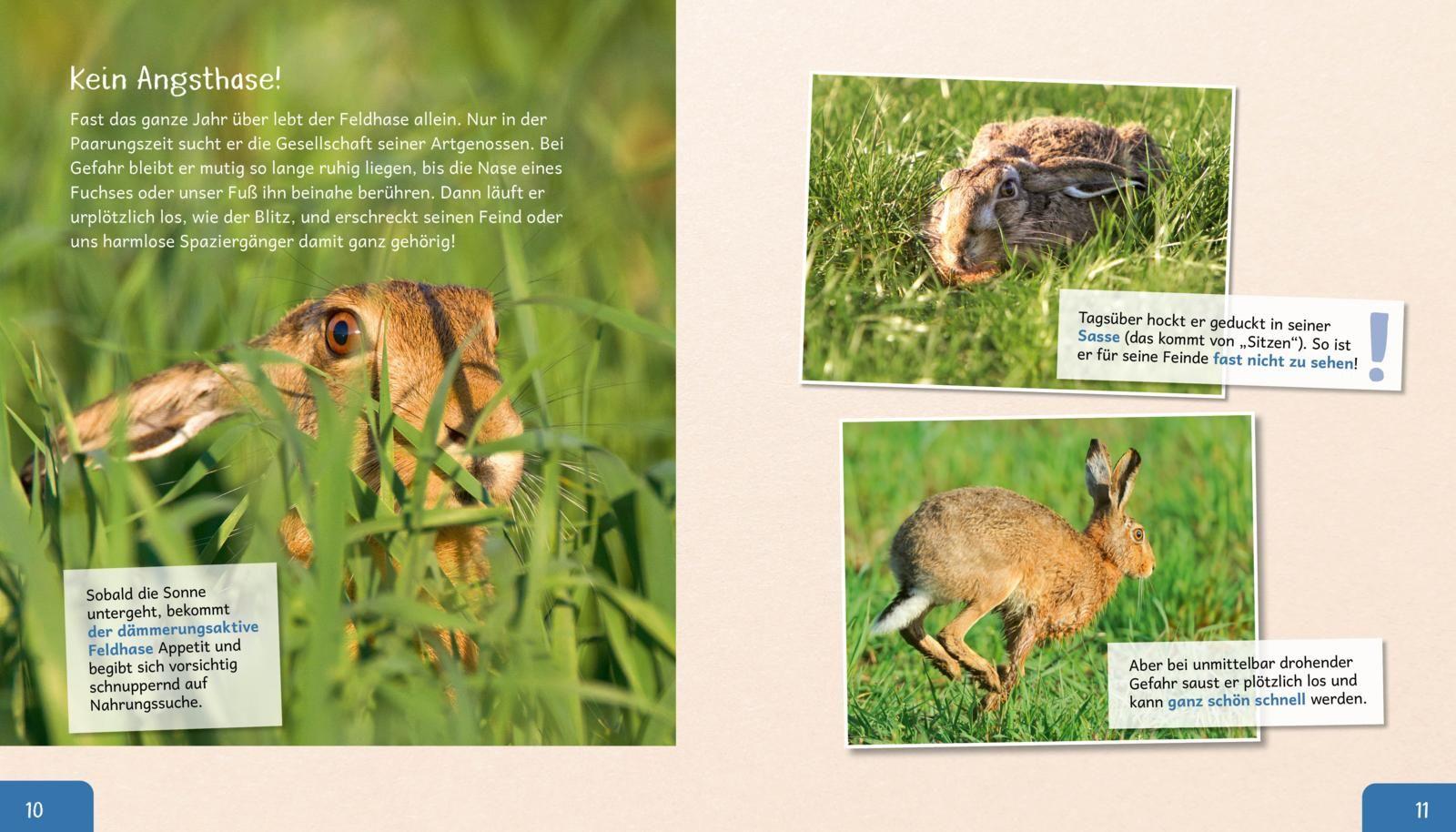 Beispielinhalt (Bild) Meine große Tierbibliothek: Der Hase