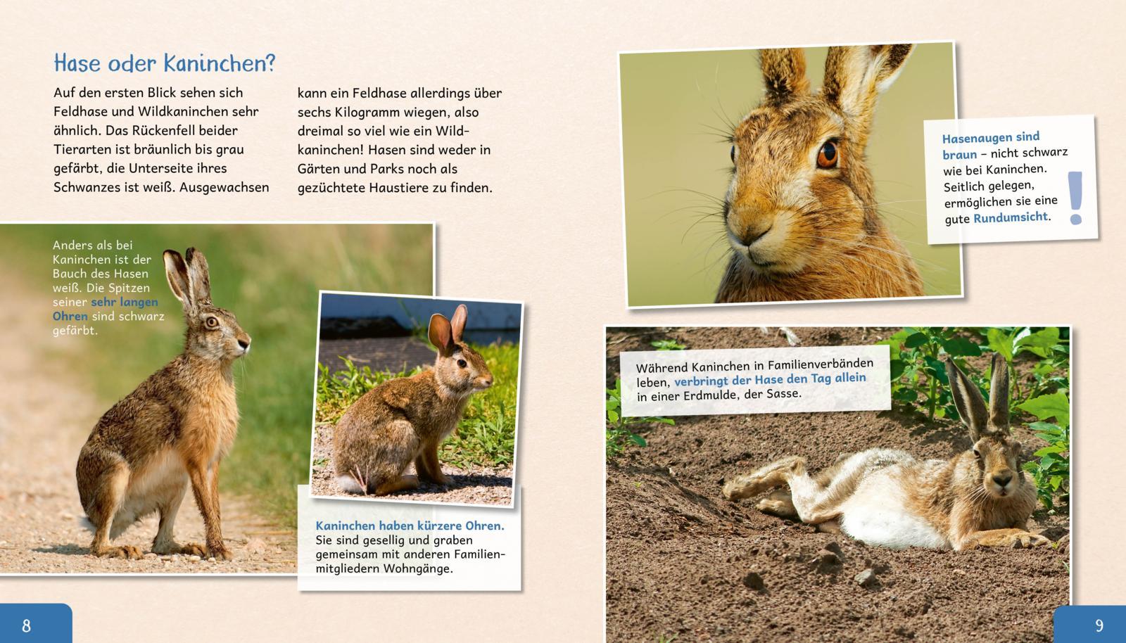 Beispielinhalt (Bild) Meine große Tierbibliothek: Der Hase