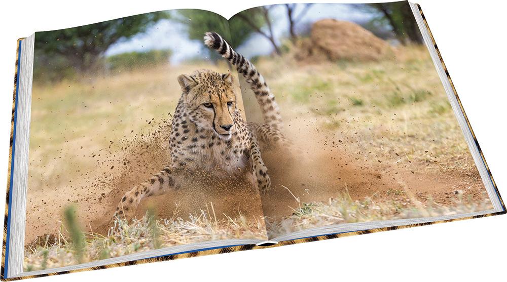 Beispielinhalt (Bild) Afrikas Süden