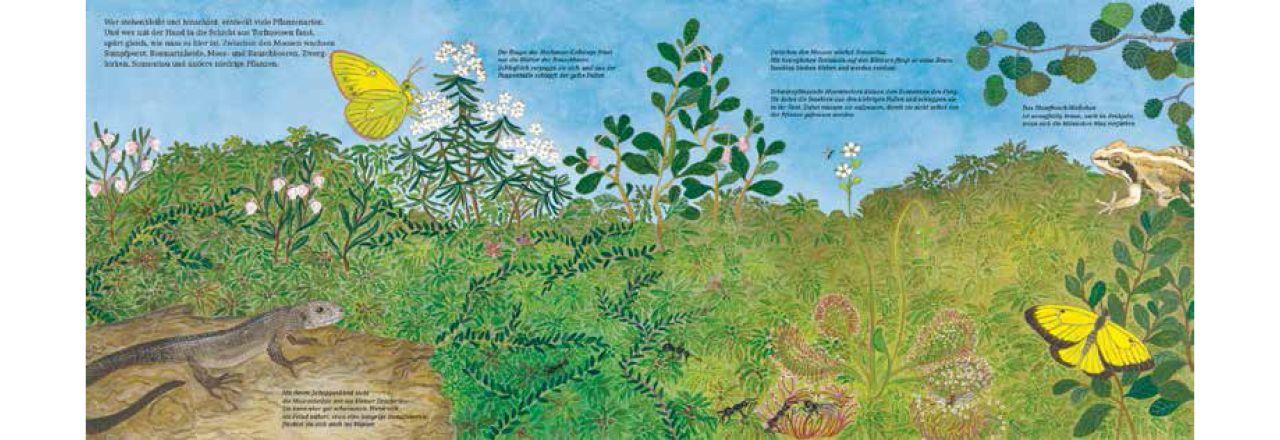 Beispielinhalt (Bild) Im Moor - Kiebitz, Frosch und Sonnentau