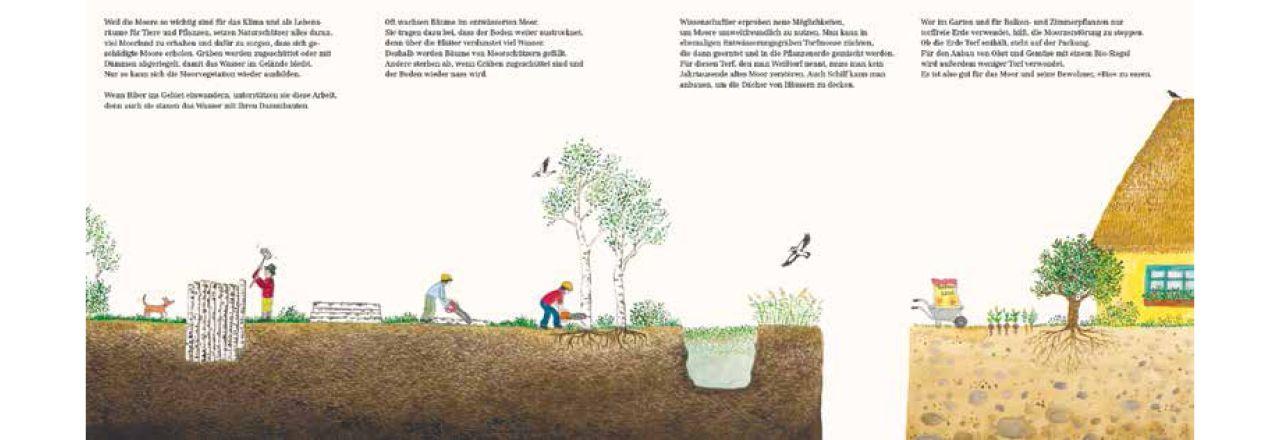 Beispielinhalt (Bild) Im Moor - Kiebitz, Frosch und Sonnentau