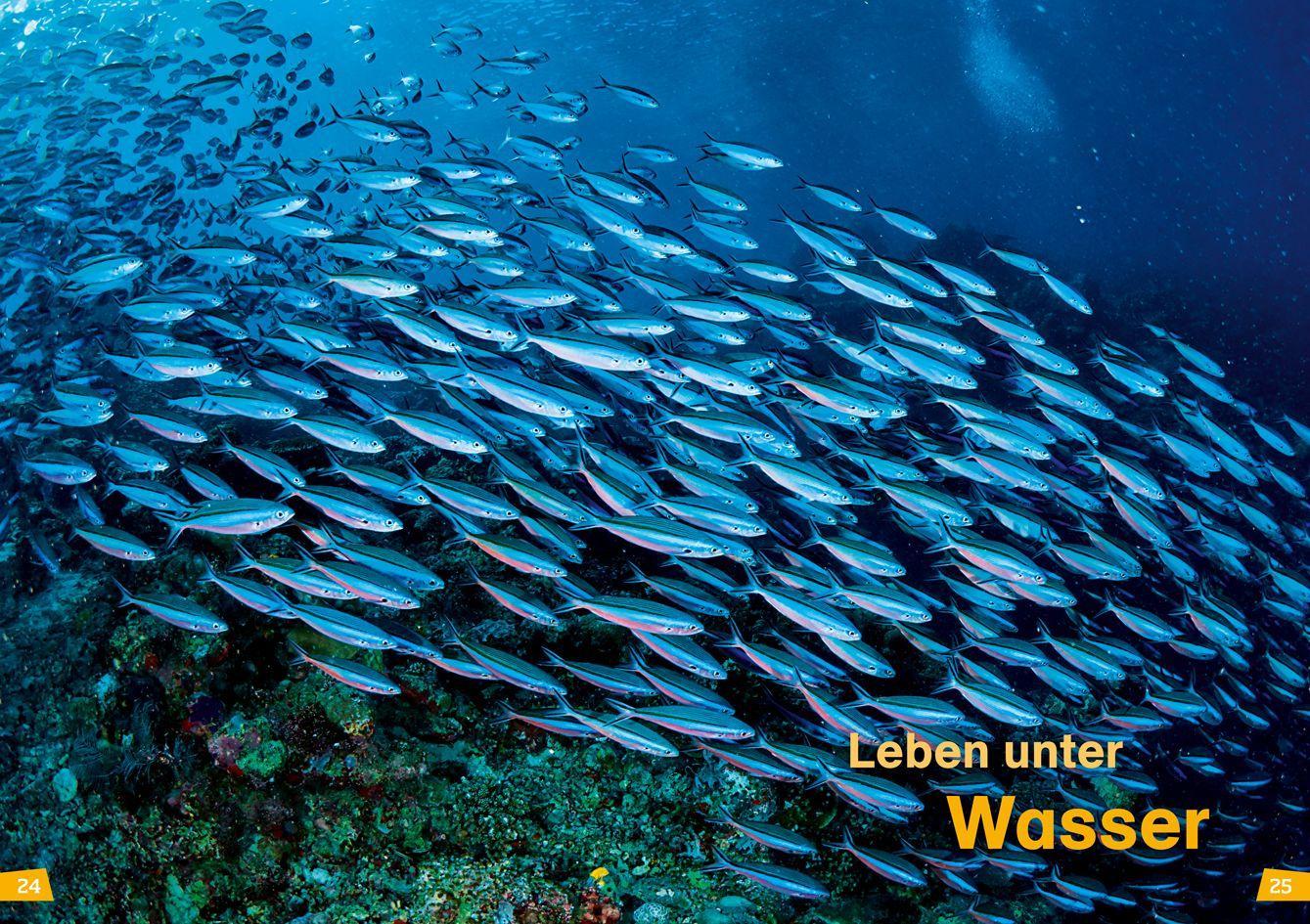Beispielinhalt (Bild) WAS IST WAS Erstes Lesen Band 12. Ozeane