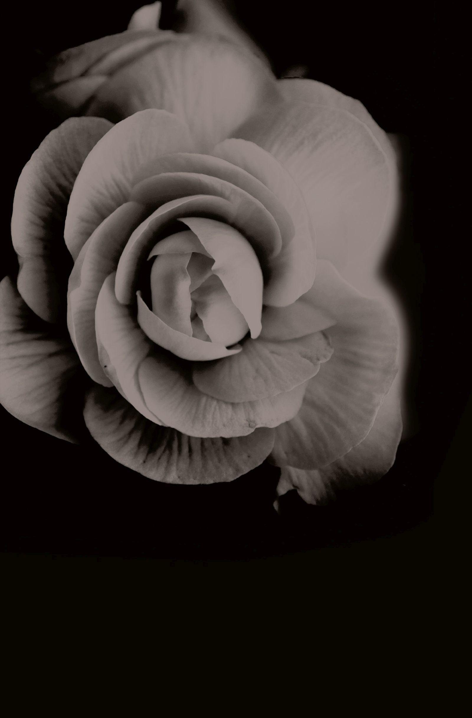 Beispielinhalt (Bild) Dornenherz