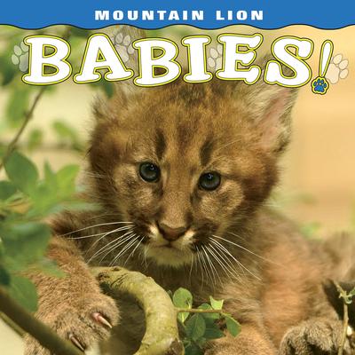 Vorderes Coverbild Mountain Lion Babies