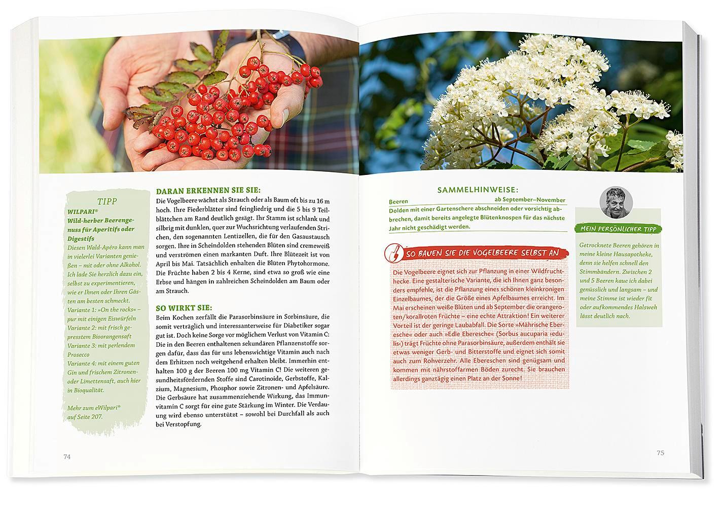 Beispielinhalt (Bild) Die Wildpflanzen-Apotheke