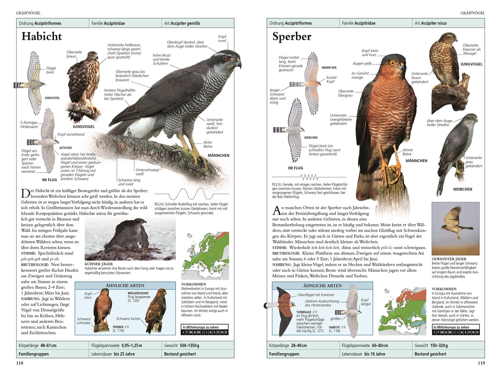 Beispielinhalt (Bild) Vögel in Europa