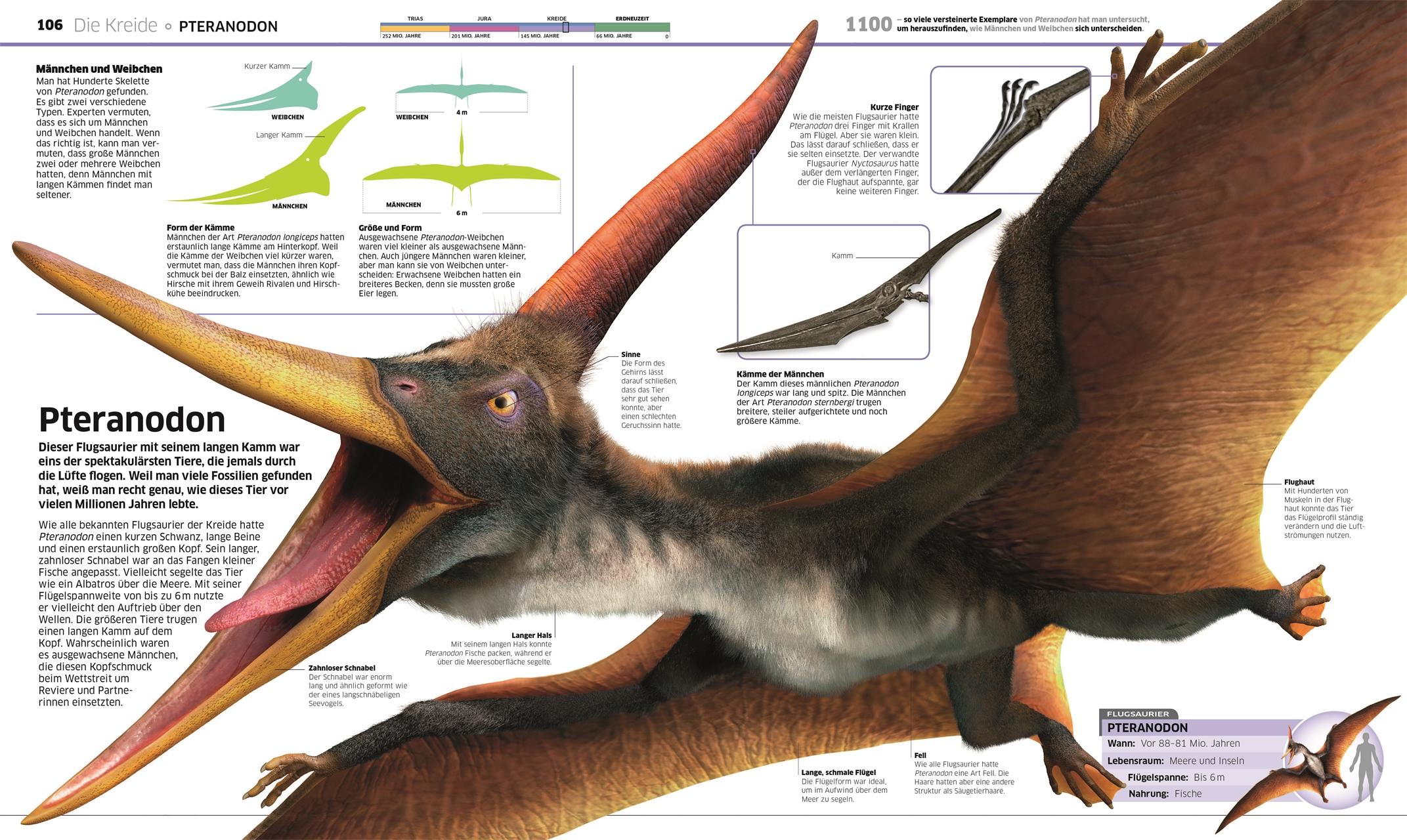Beispielinhalt (Bild) DK Wissen. Dinosaurier