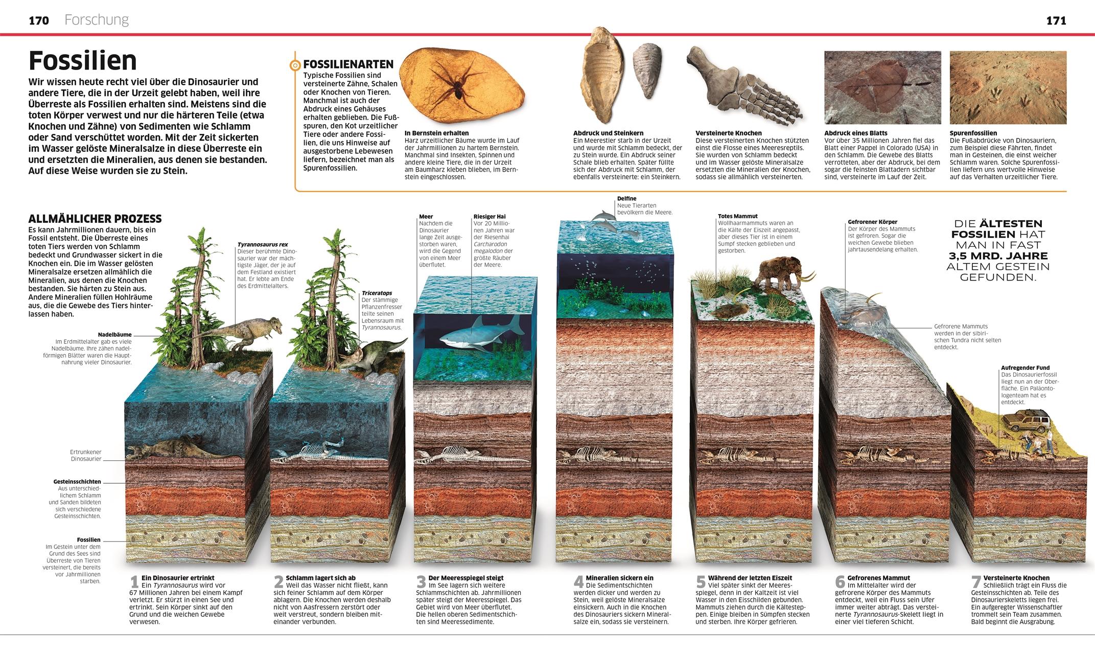 Beispielinhalt (Bild) DK Wissen. Dinosaurier
