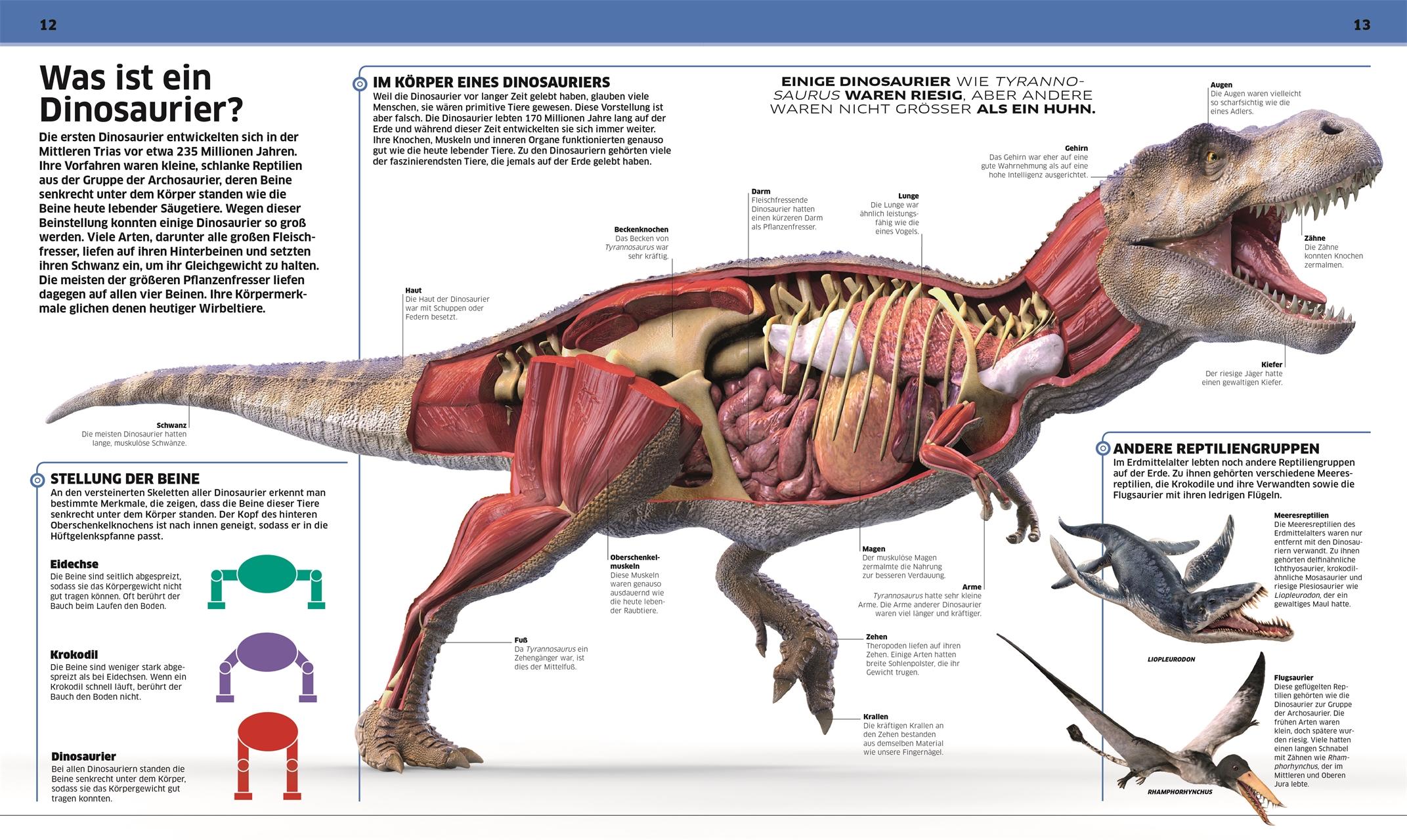 Beispielinhalt (Bild) DK Wissen. Dinosaurier