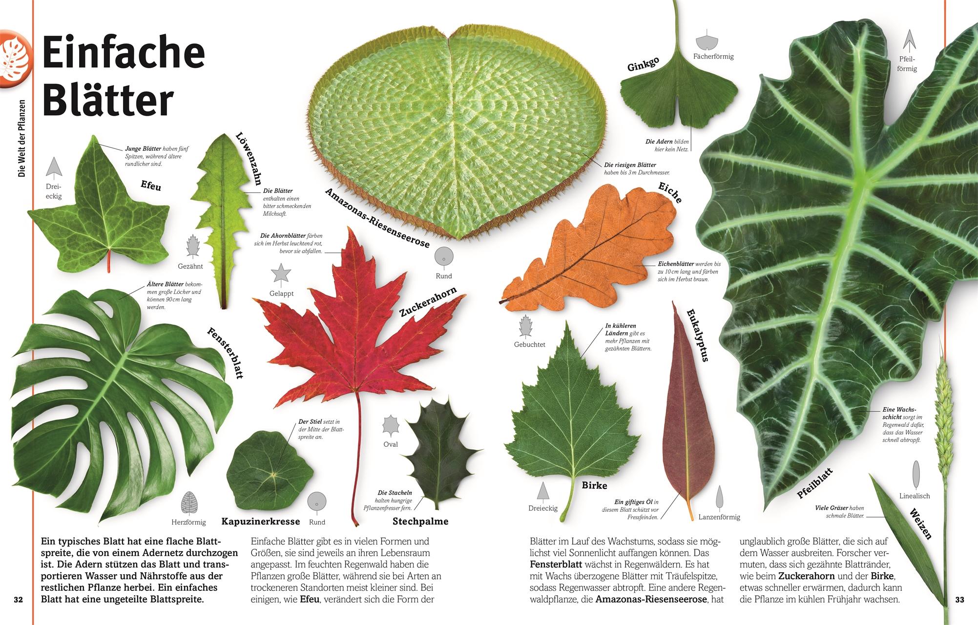 Beispielinhalt (Bild) Pflanzen