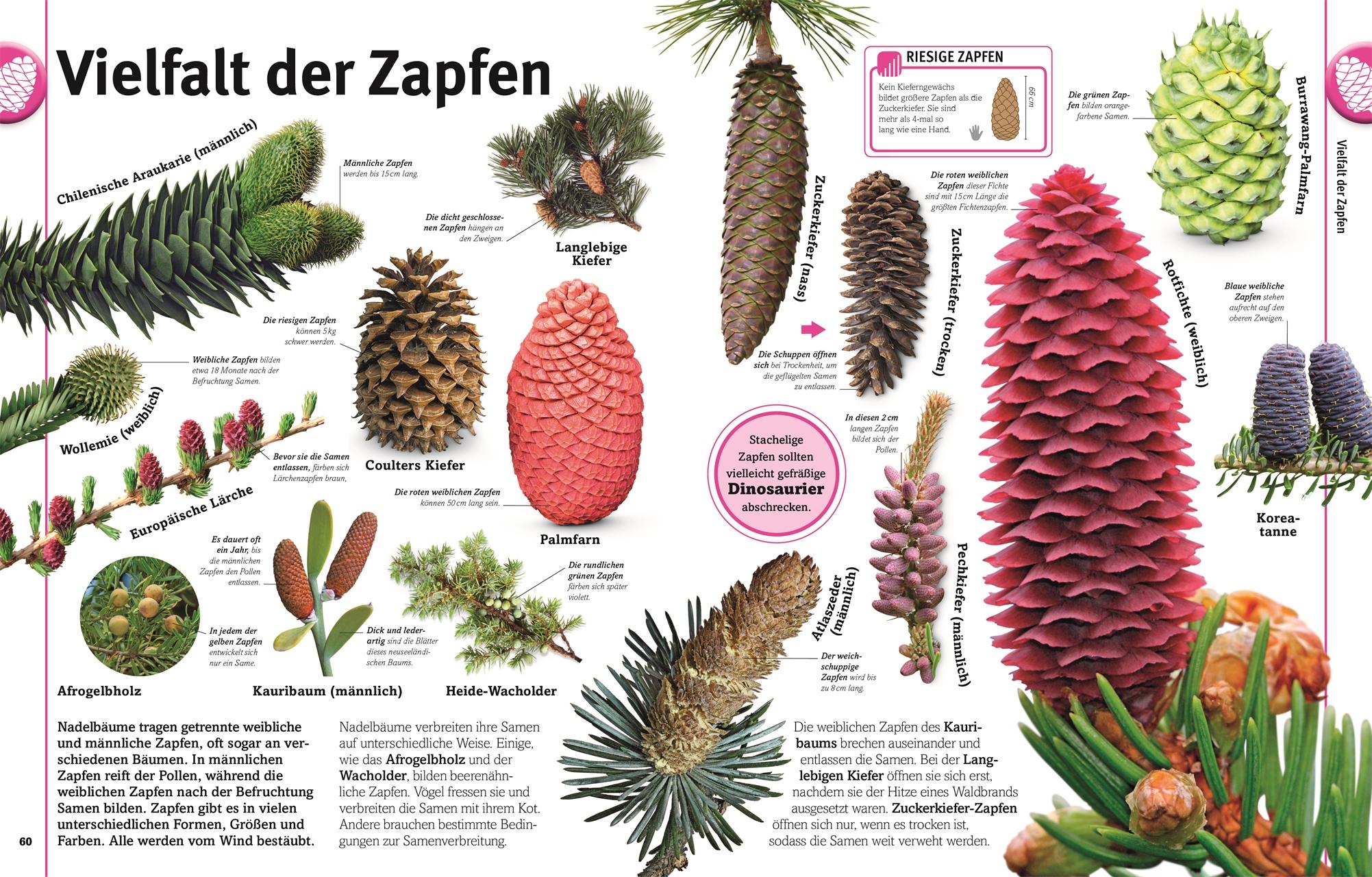 Beispielinhalt (Bild) Pflanzen