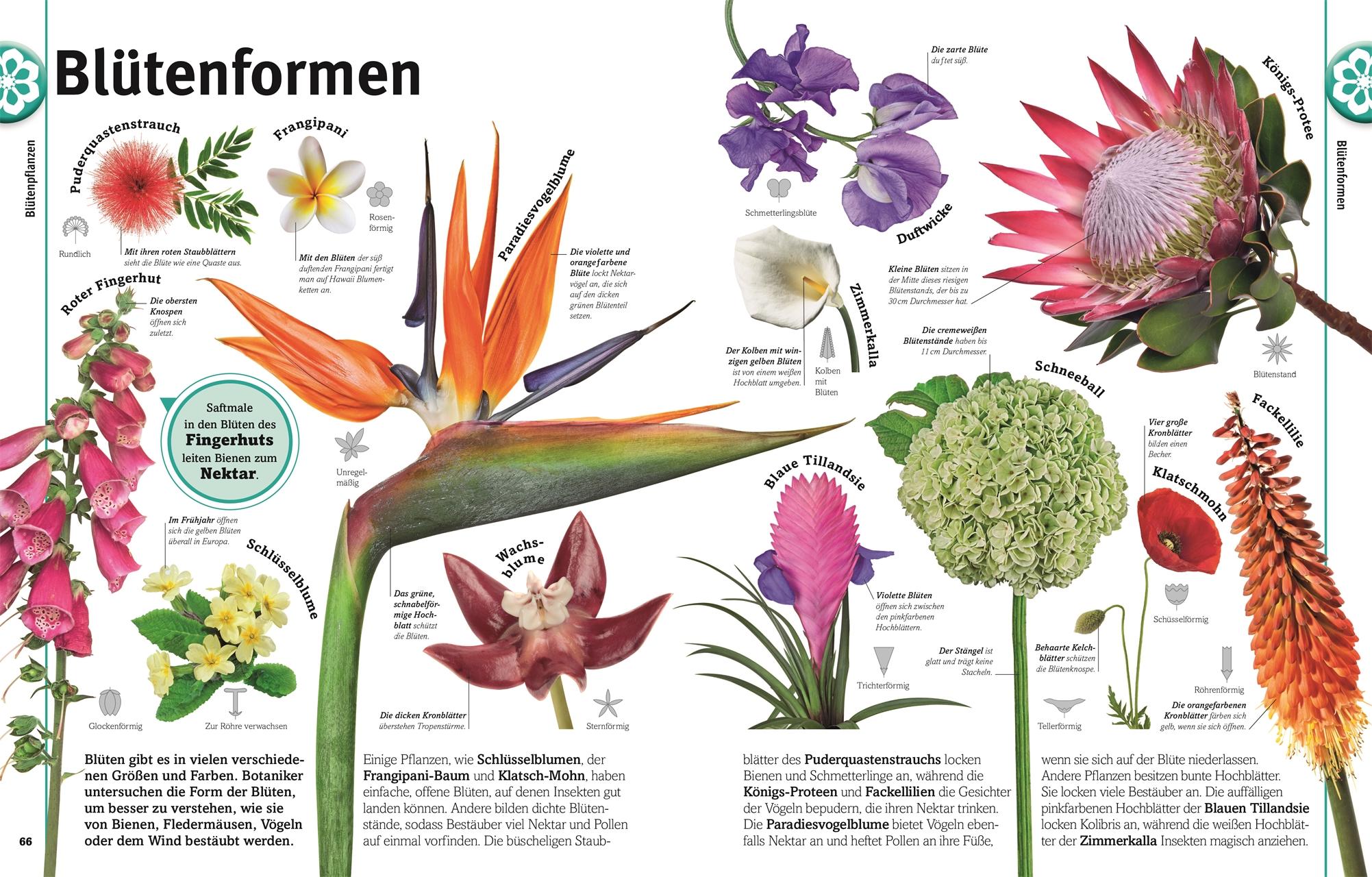 Beispielinhalt (Bild) Pflanzen