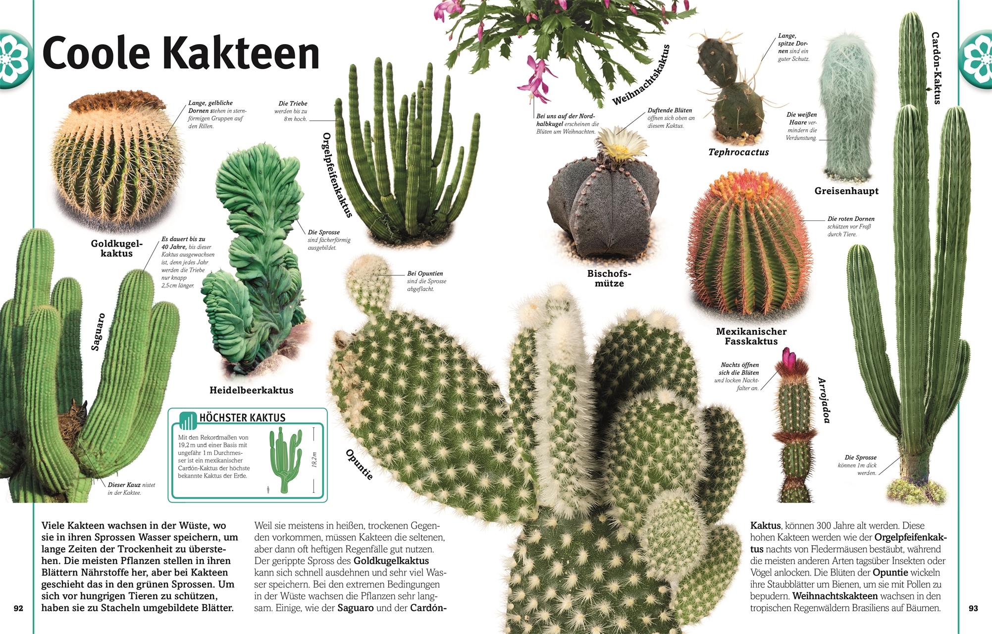 Beispielinhalt (Bild) Pflanzen