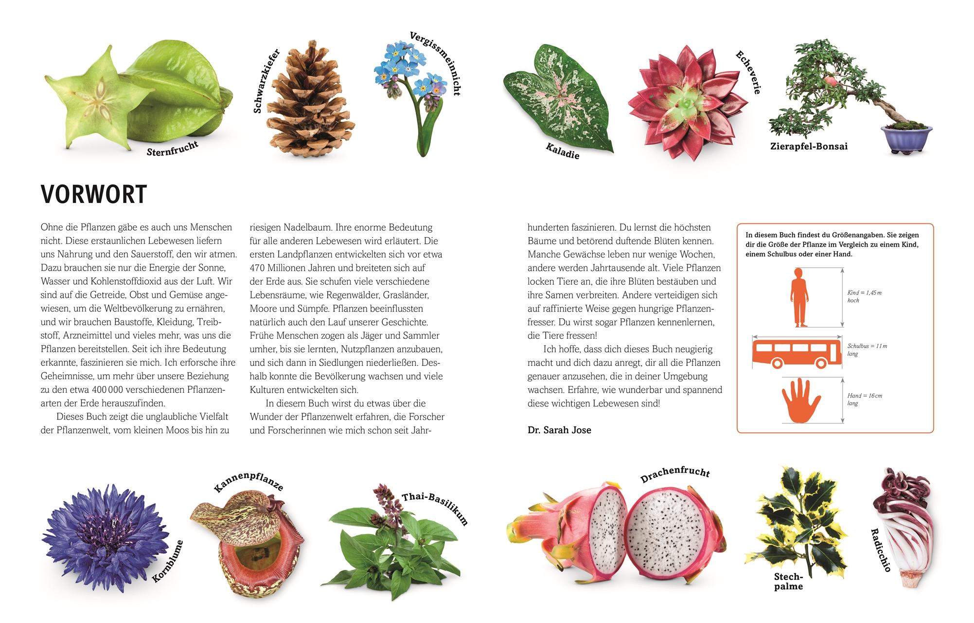 Beispielinhalt (Bild) Pflanzen
