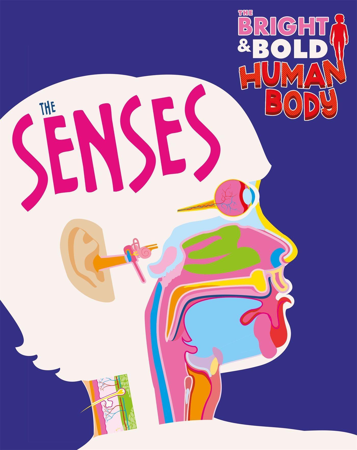 Vorderes Coverbild The Bright and Bold Human Body: The Senses