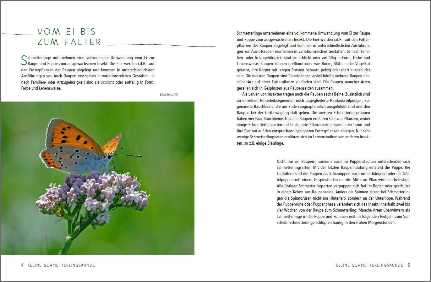 Beispielinhalt (Bild) Ein Gartenparadies für Schmetterlinge. Die schönsten Blumen, Stauden, Kräuter und Sträucher für Falter und ihre Raupen. Artenschutz und Artenvielfalt im eigenen Garten. Natürlich bienenfreundlich.