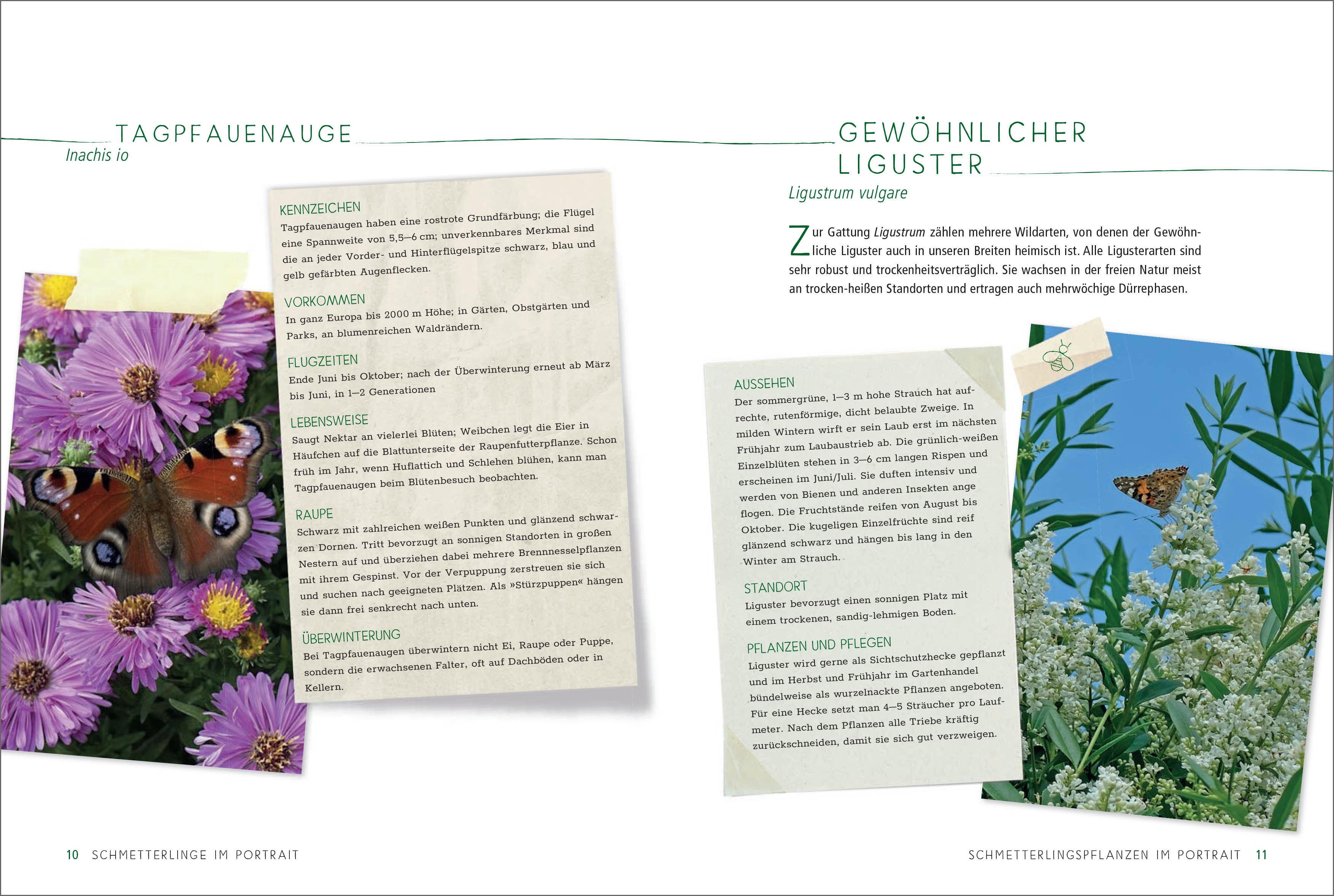 Beispielinhalt (Bild) Ein Gartenparadies für Schmetterlinge. Die schönsten Blumen, Stauden, Kräuter und Sträucher für Falter und ihre Raupen. Artenschutz und Artenvielfalt im eigenen Garten. Natürlich bienenfreundlich.