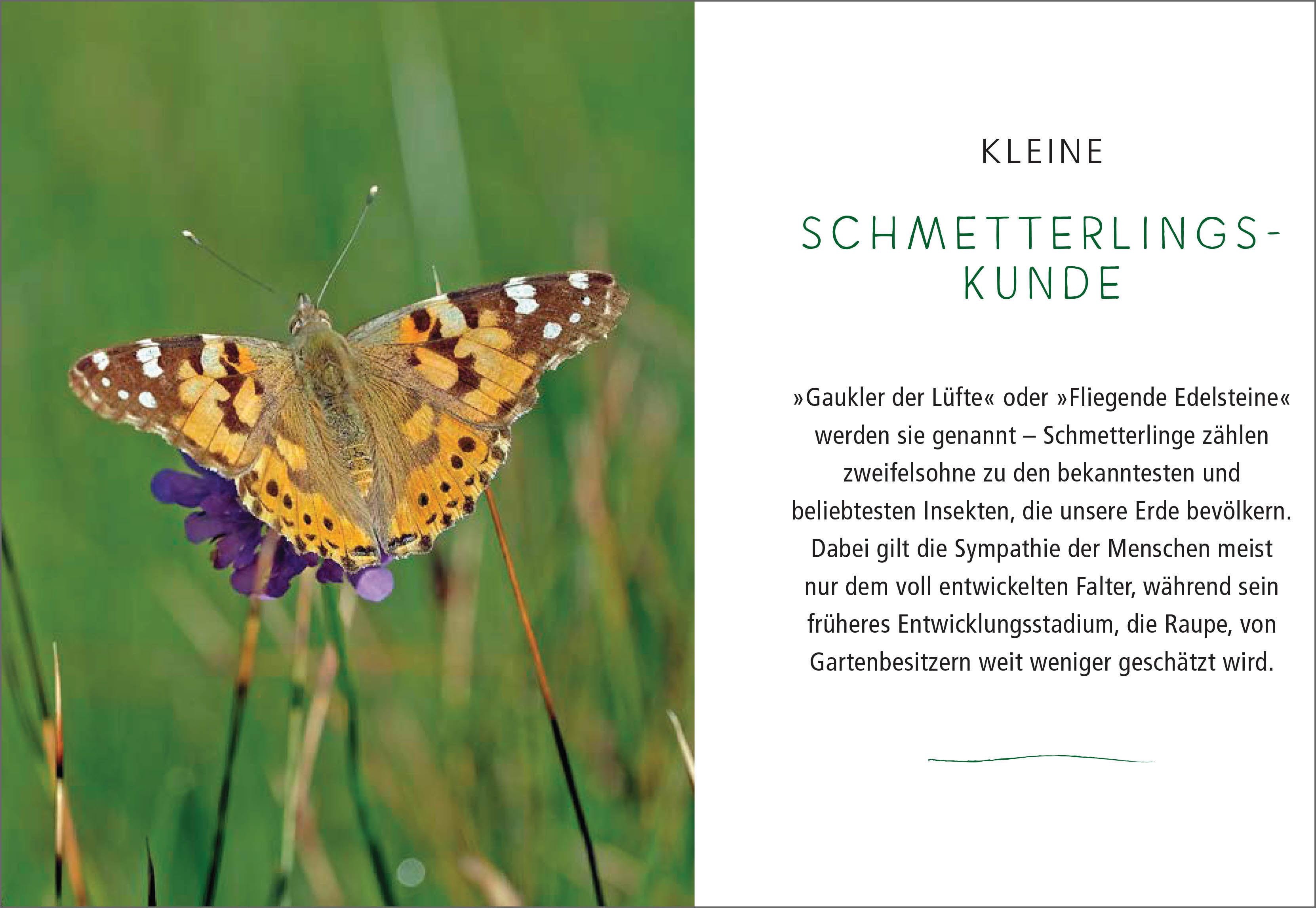 Beispielinhalt (Bild) Ein Gartenparadies für Schmetterlinge. Die schönsten Blumen, Stauden, Kräuter und Sträucher für Falter und ihre Raupen. Artenschutz und Artenvielfalt im eigenen Garten. Natürlich bienenfreundlich.