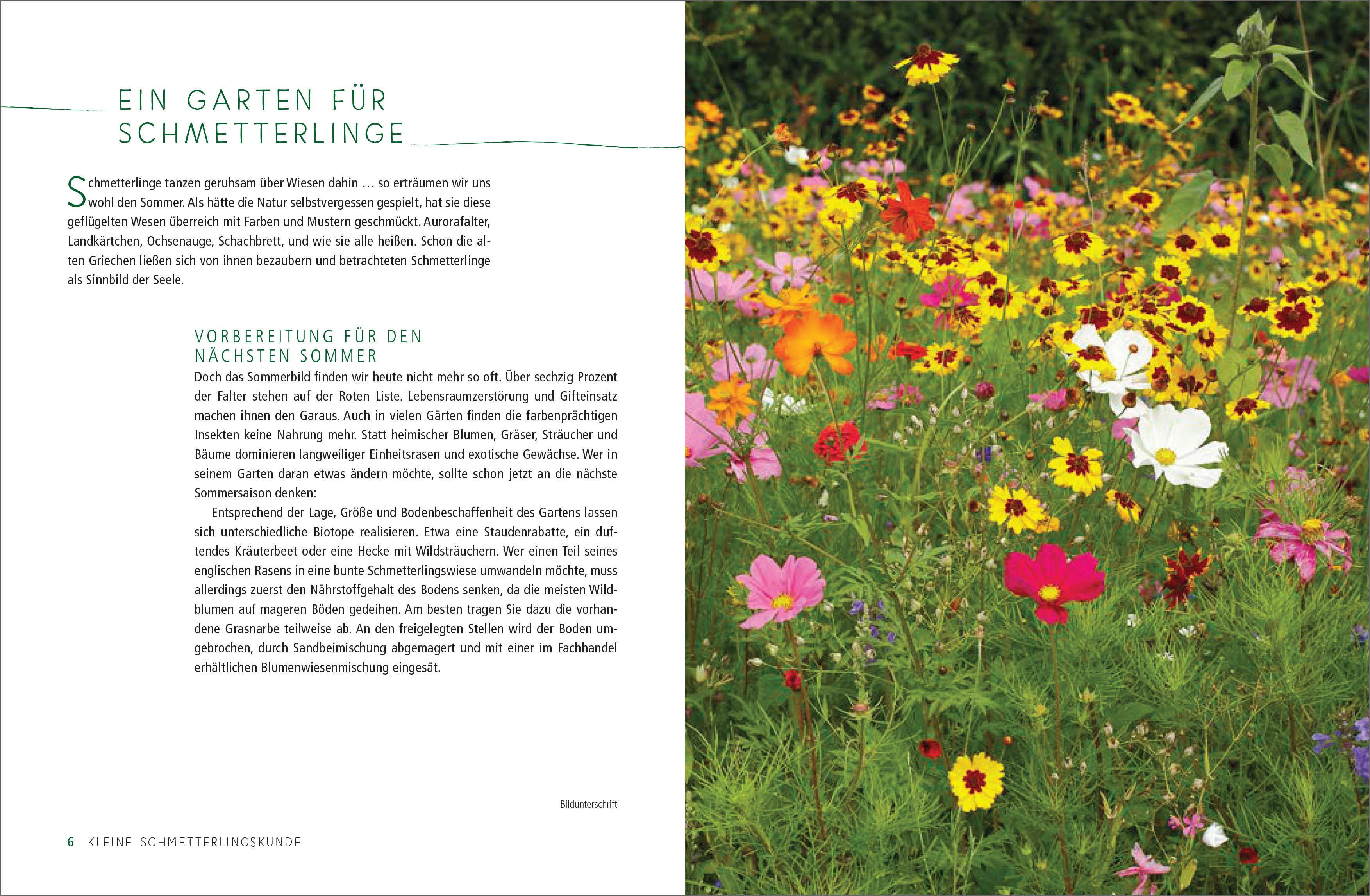 Beispielinhalt (Bild) Ein Gartenparadies für Schmetterlinge. Die schönsten Blumen, Stauden, Kräuter und Sträucher für Falter und ihre Raupen. Artenschutz und Artenvielfalt im eigenen Garten. Natürlich bienenfreundlich.
