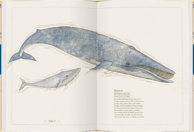 Beispielinhalt (Bild) Blauwal, Seestern, Oktopus
