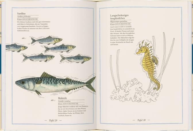 Beispielinhalt (Bild) Blauwal, Seestern, Oktopus