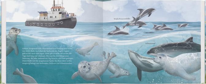 Beispielinhalt (Bild) Der kleine Seehund und das Meer