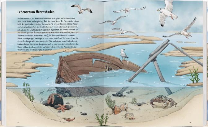 Beispielinhalt (Bild) Wildes Leben im Watt