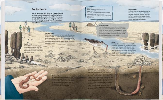 Beispielinhalt (Bild) Wildes Leben im Watt