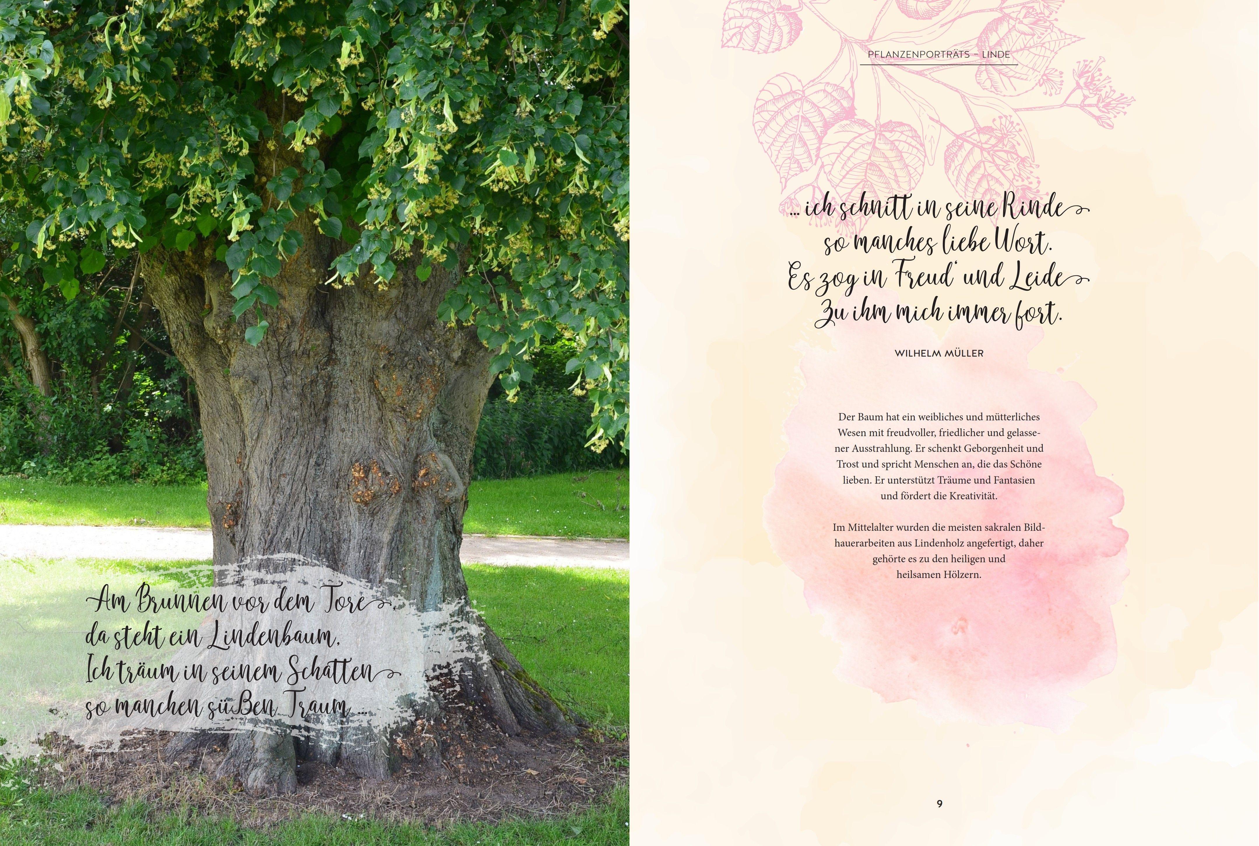 Beispielinhalt (Bild) Täglich seh ich neue Kräuter