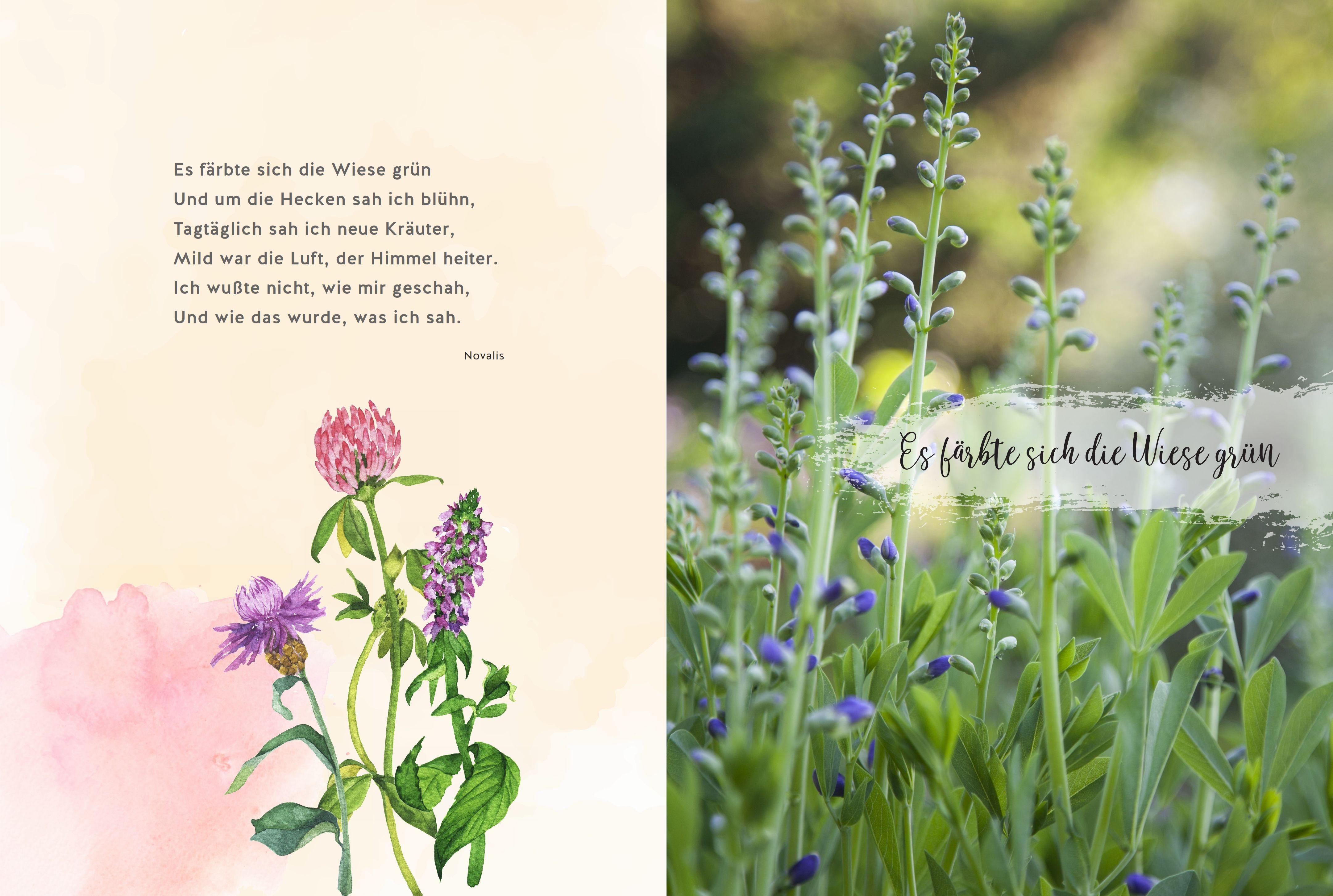 Beispielinhalt (Bild) Täglich seh ich neue Kräuter